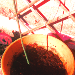 Pot en terre
