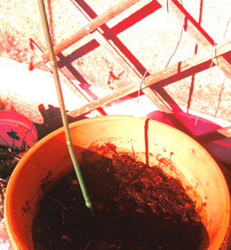 Pot en terre