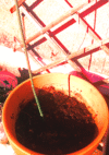 Pot en terre