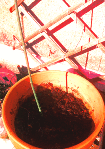 Pot vide